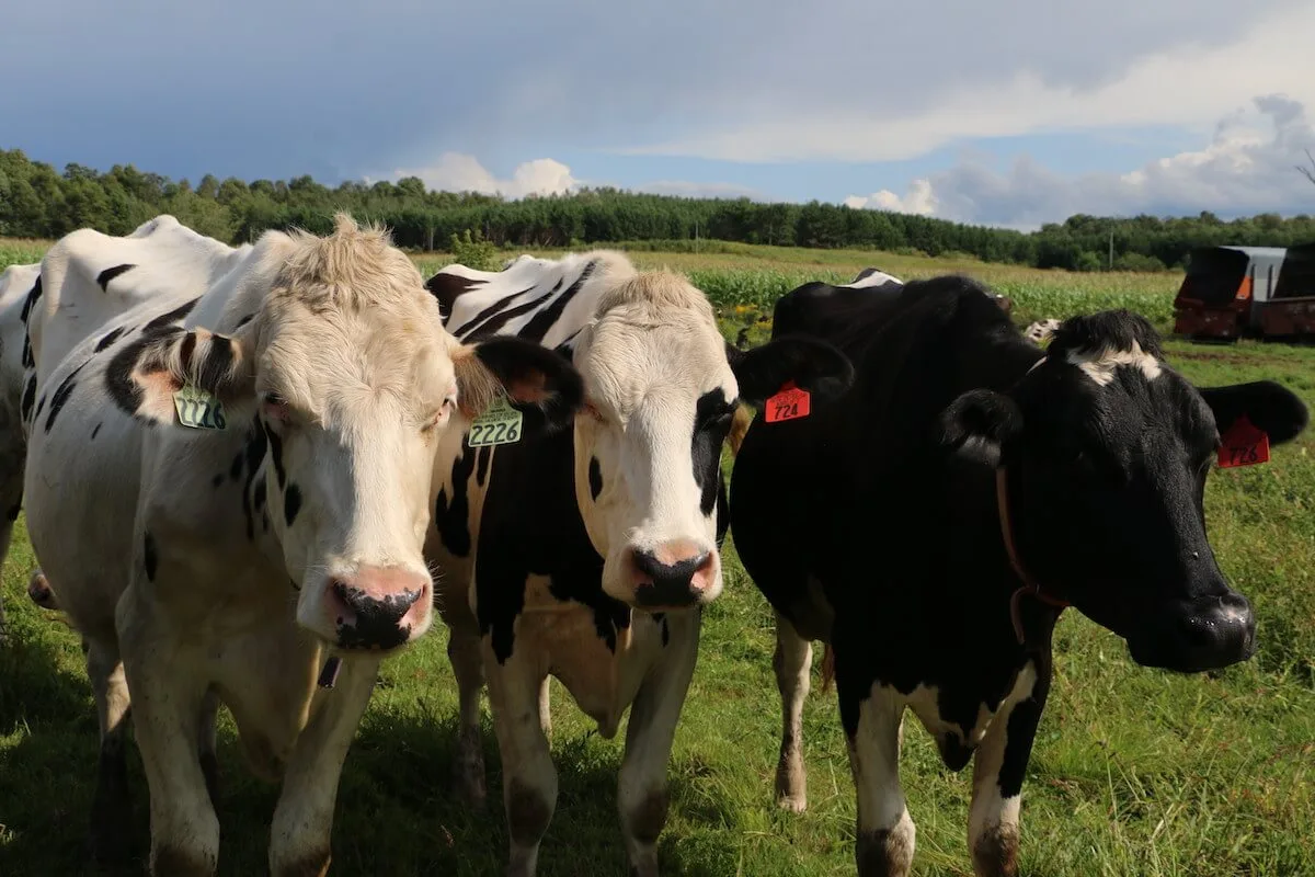 Pandemic May Be the Last Straw for Another Batch of Farmers Pandemic May Be the Last Straw for Another Batch of Farmers