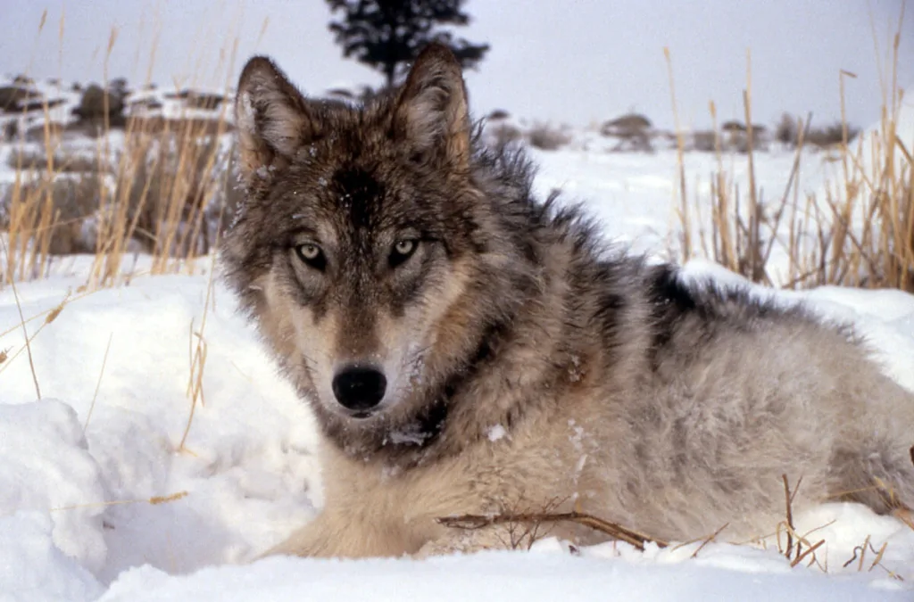 UW-Madison researchers estimate that hunters and poachers wiped out as much as a third of Wisconsin's gray wolf population after their removal from the federal endangered species list this year. (Photo via National Parks Service)