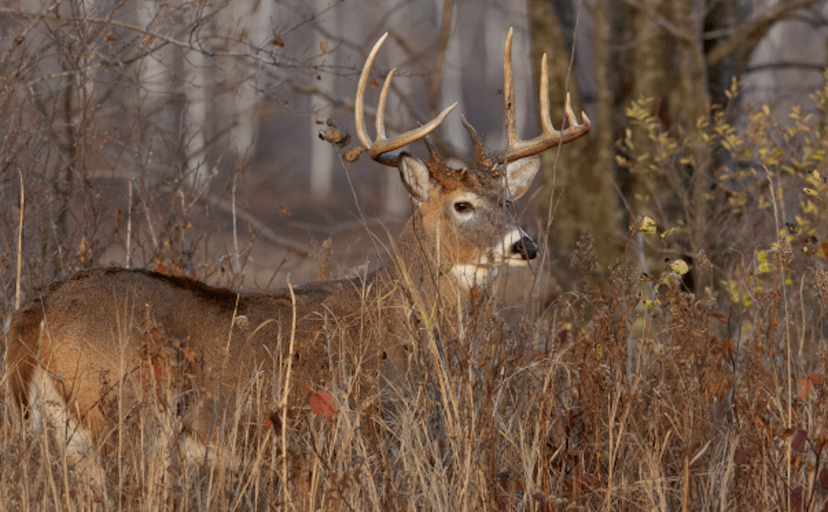 The Lore, Legends, and Traditions of Wisconsin Deer Hunting The Lore, Legends, and Traditions of Wisconsin Deer Hunting