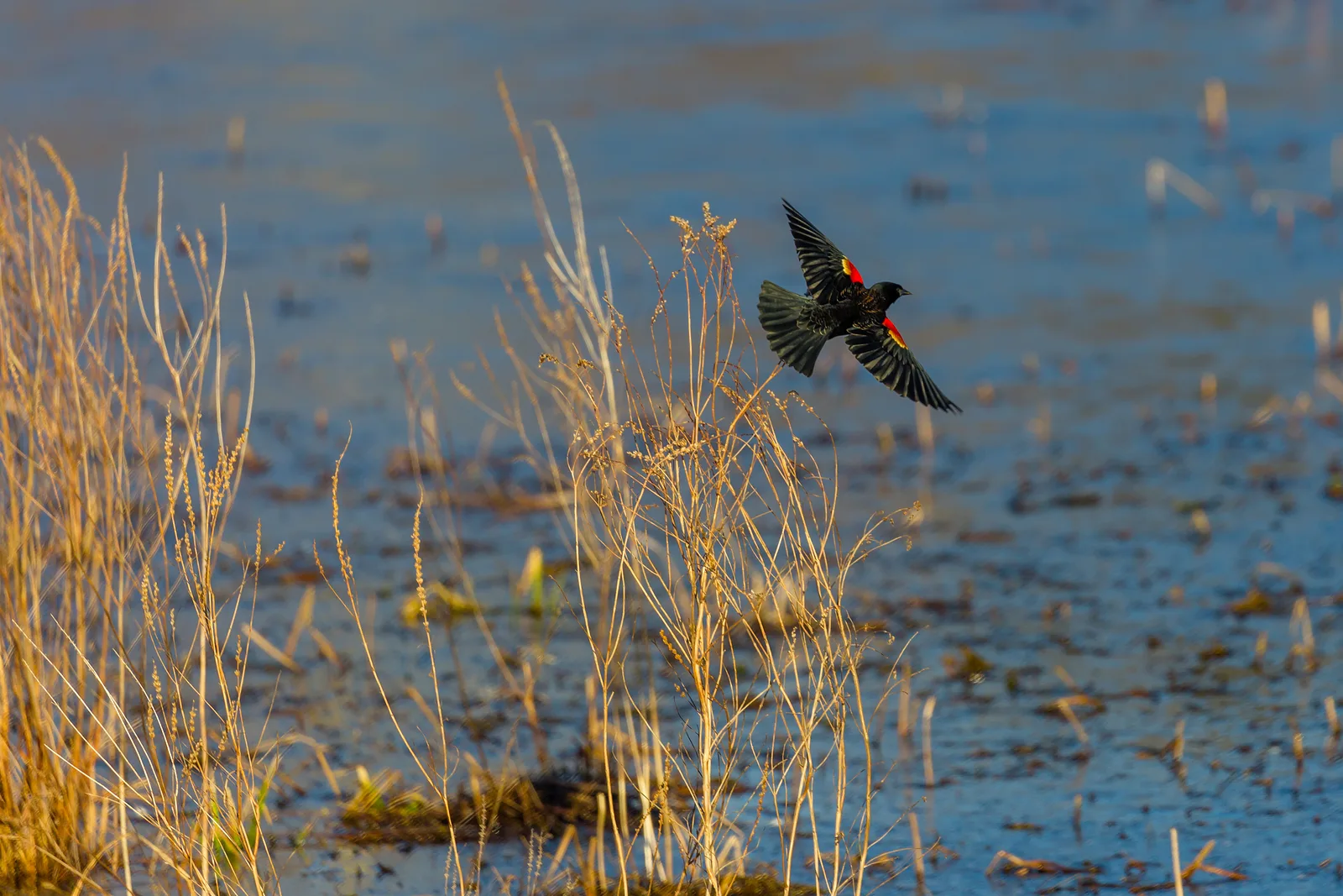 Grab your binoculars! Where to go birdwatching in Wisconsin Grab your binoculars! Where to go birdwatching in Wisconsin