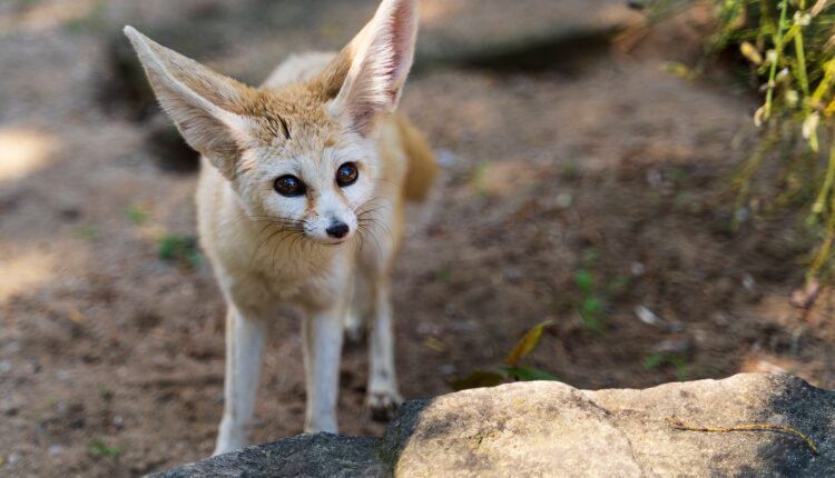 3 pets that are banned in Wisconsin (+ 3 that surprisingly aren’t) 3 pets that are banned in Wisconsin (+ 3 that surprisingly aren’t)