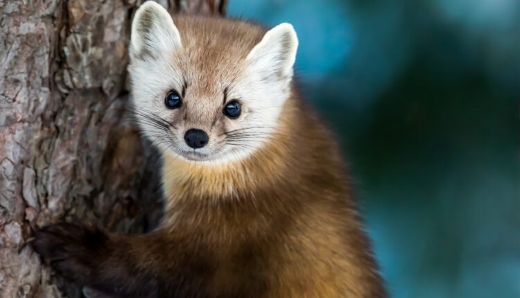 Learn about 10 endangered species that call Wisconsin home