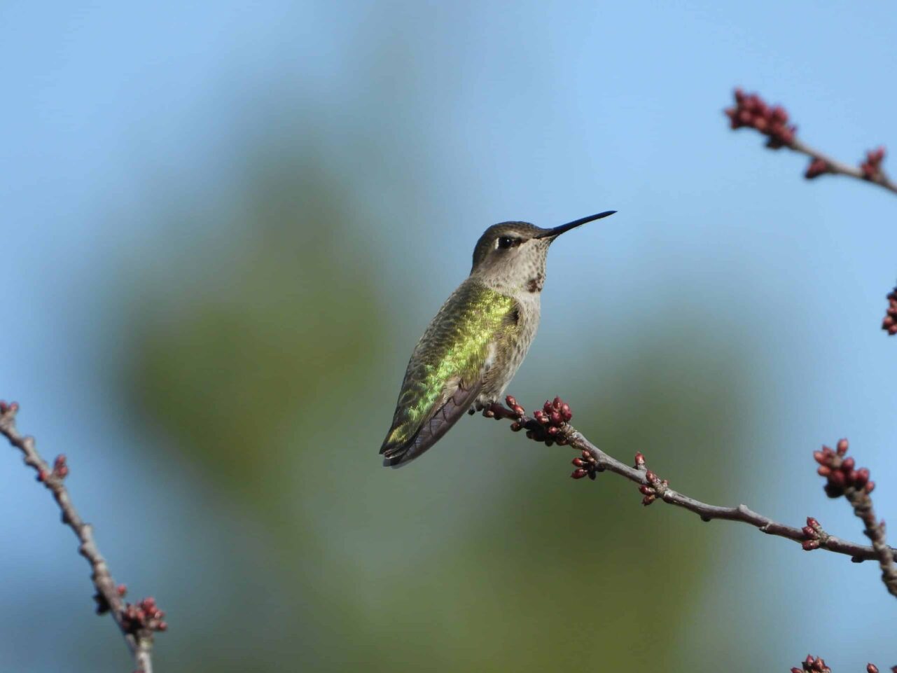Get ready to spot hundreds of hummingbirds flying over Wisconsin Get ready to spot hundreds of hummingbirds flying over Wisconsin