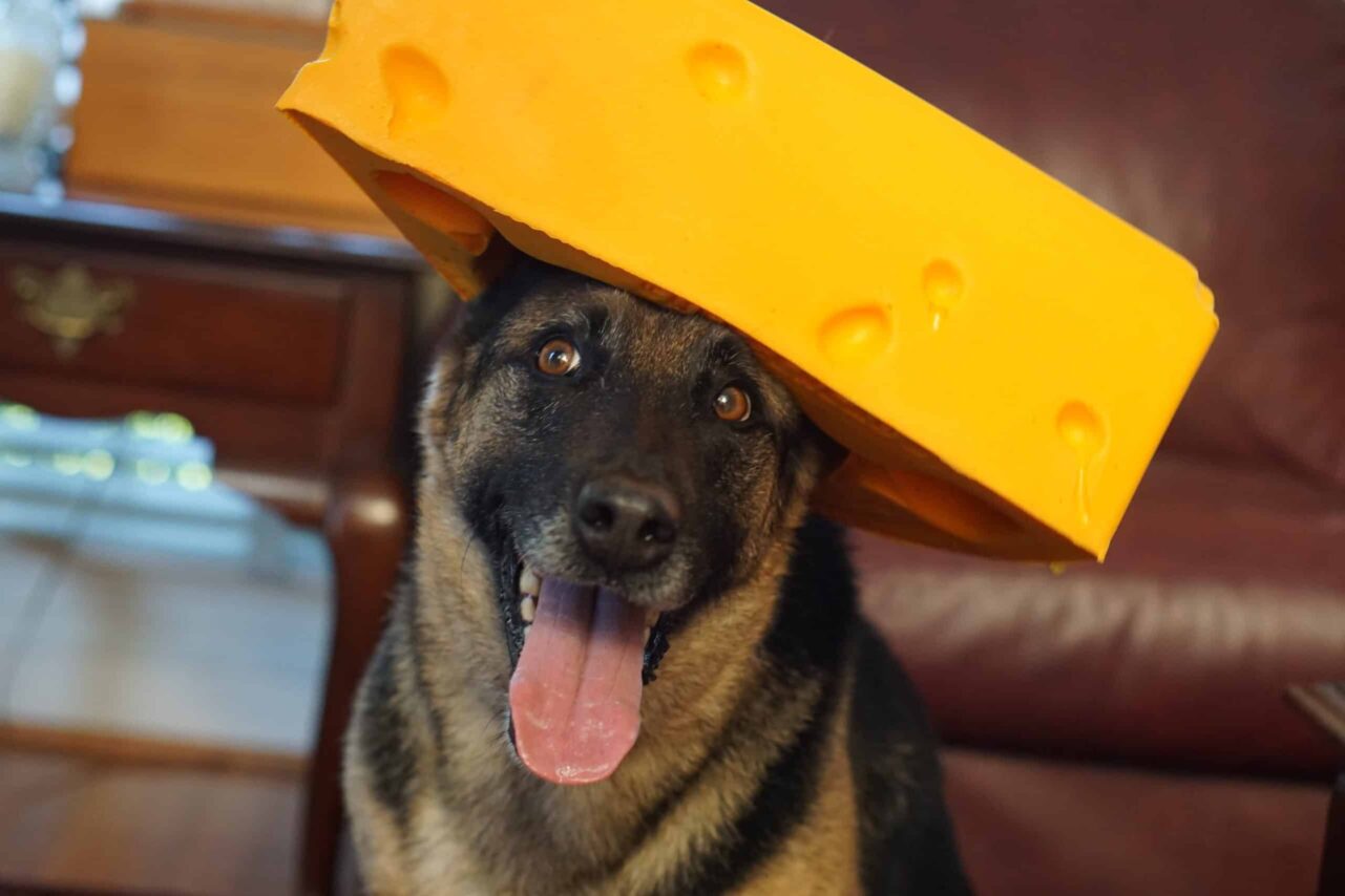 wisconsinites are cheeseheads, after all
